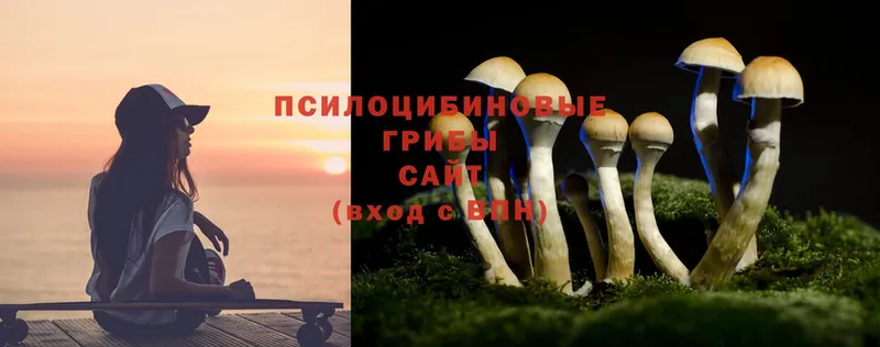 Псилоцибиновые грибы Psilocybine cubensis  цена   Миньяр 